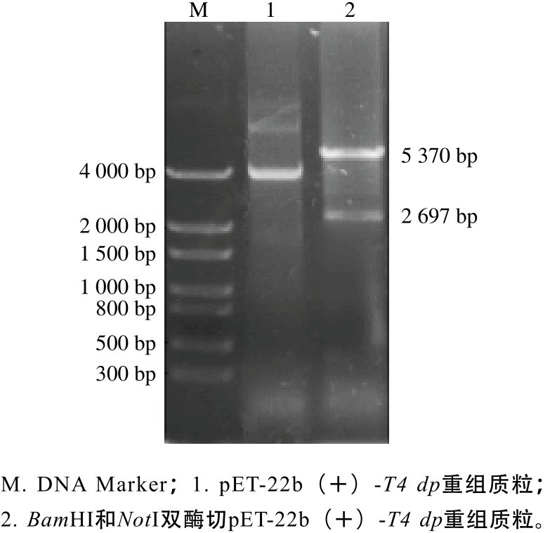 t4 dna聚合酶在大肠杆菌中高效表达 纯化及部分生物学活性分析