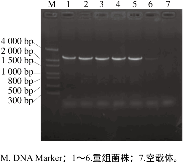 t4 dna聚合酶在大肠杆菌中高效表达 纯化及部分生物学活性分析