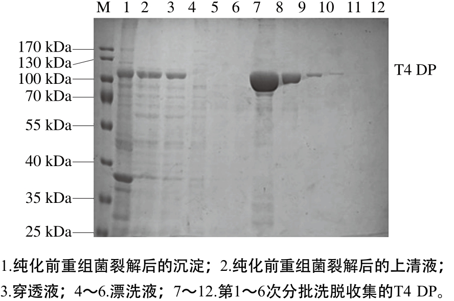 t4 dna聚合酶在大肠杆菌中高效表达 纯化及部分生物学活性分析