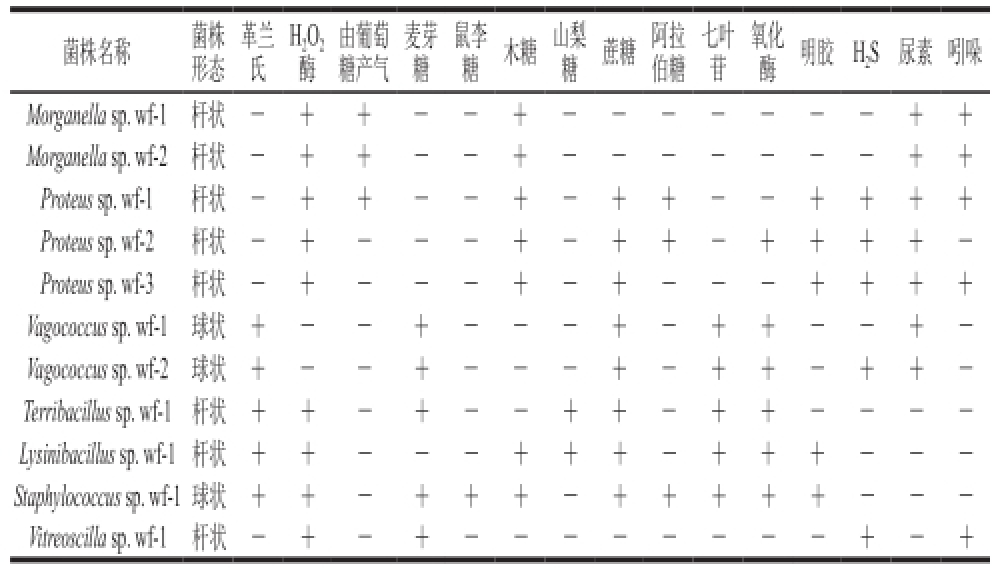白鱼腐败细菌的分离与鉴定