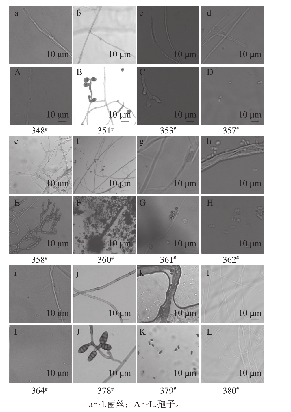 华莱士瓜采后丝状真菌的分离及rdna Its 区序列分析